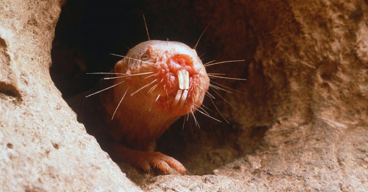 Vivid image of the Naked Mole Rat, or Tikus Mole Telanjang in Indonesian context.