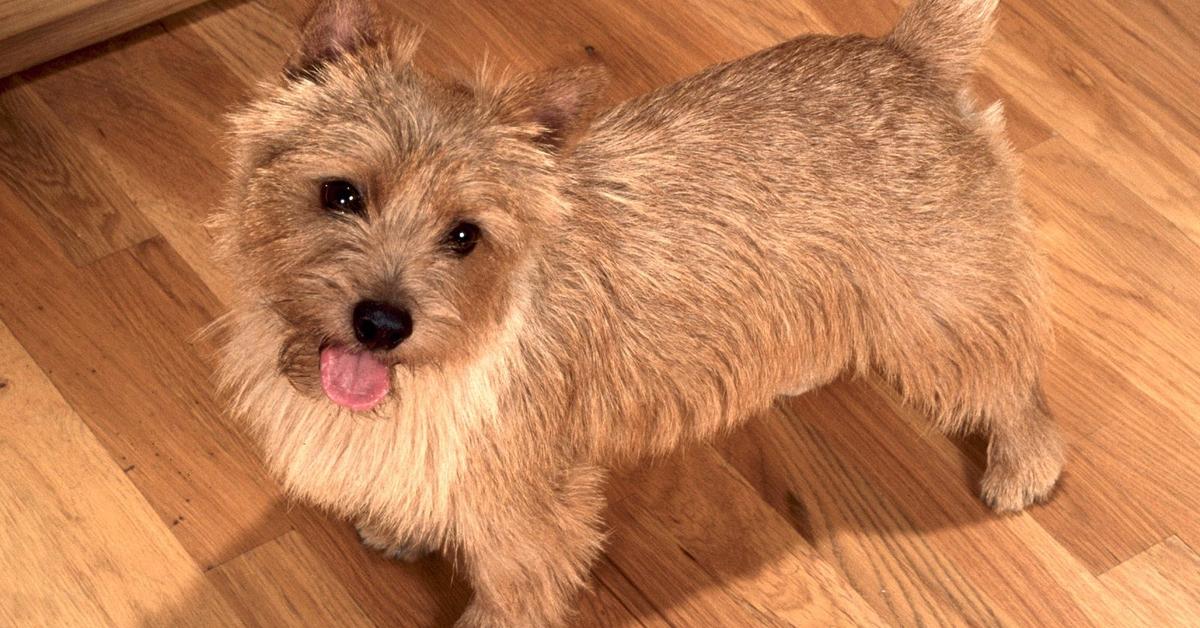 Elegant Norwich Terrier in its natural habitat, called Terrier Norwich in Indonesia.