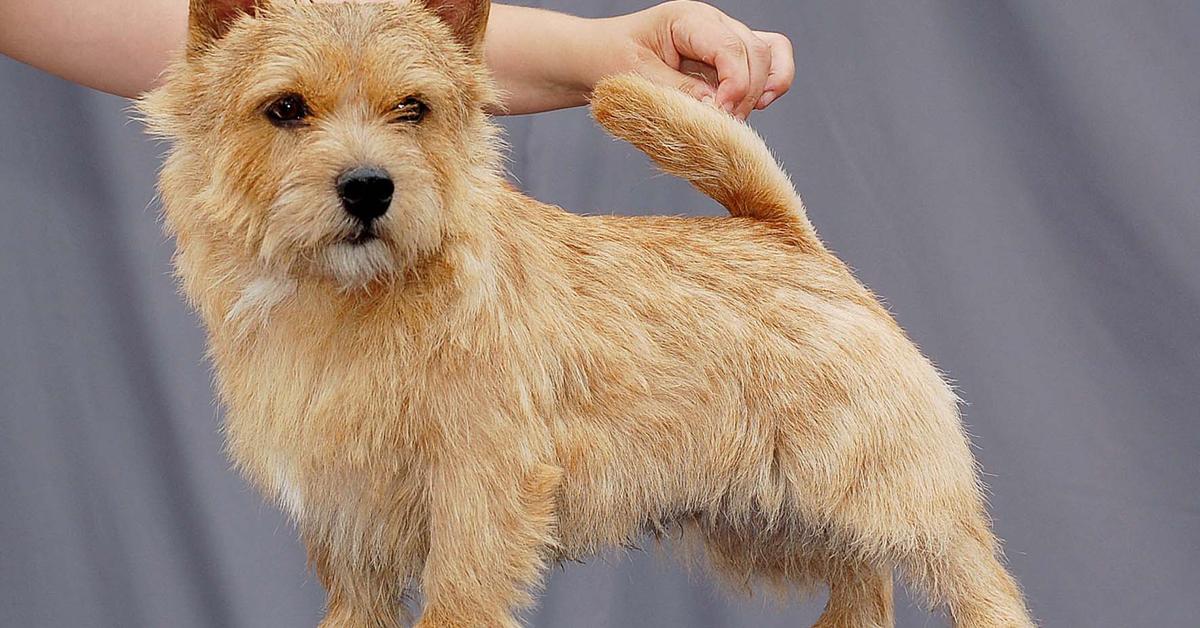 Distinctive Norwich Terrier, in Indonesia known as Terrier Norwich, captured in this image.