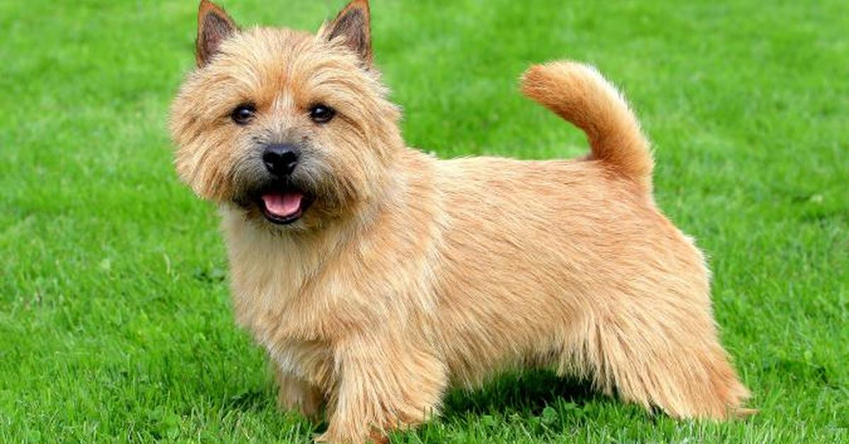 Close-up view of the Norwich Terrier, known as Terrier Norwich in Indonesian.