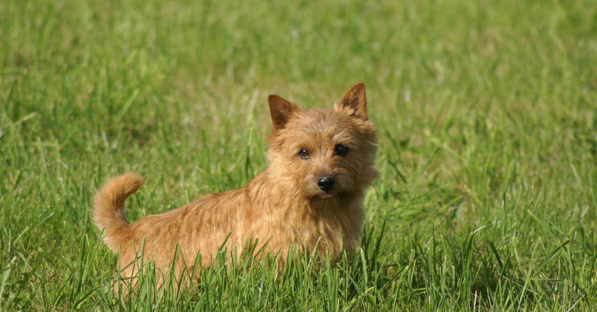 Elegant Norwich Terrier in its natural habitat, called Terrier Norwich in Indonesia.