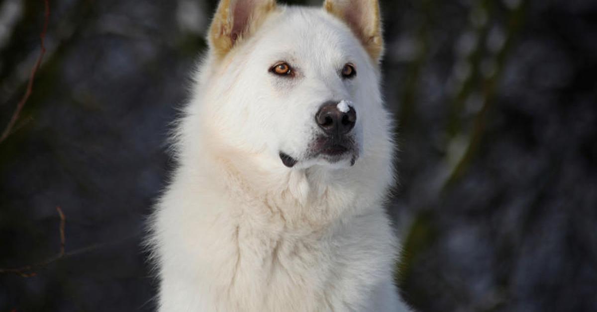 Captured moment of the Northern Inuit Dog, in Indonesia known as Anjing Inuit Utara.