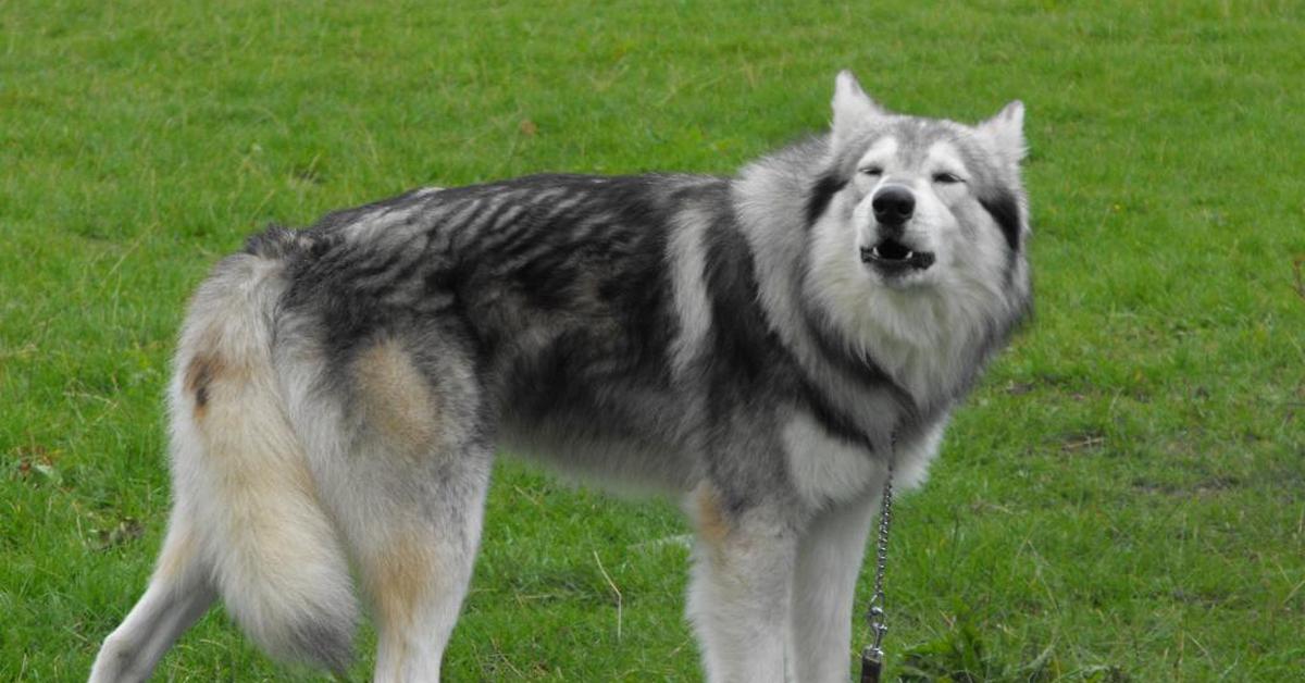 The remarkable Northern Inuit Dog (Canis lupus), a sight to behold.