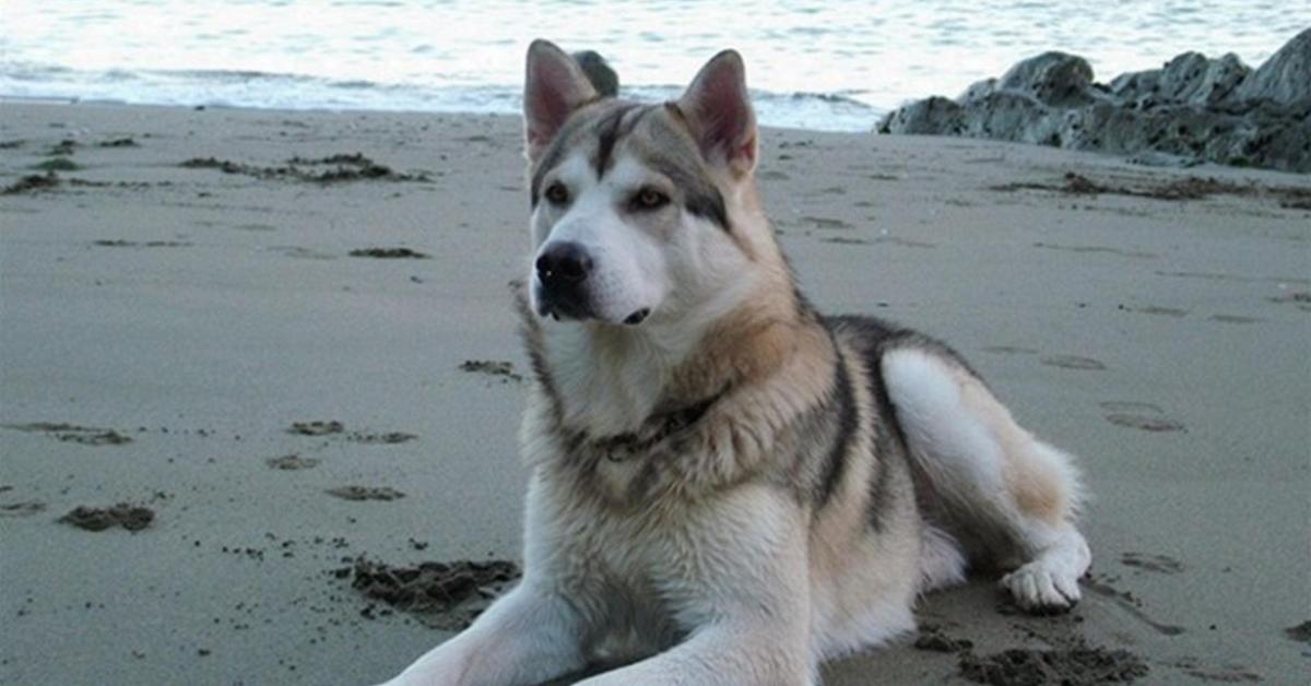 Captivating presence of the Northern Inuit Dog, a species called Canis lupus.