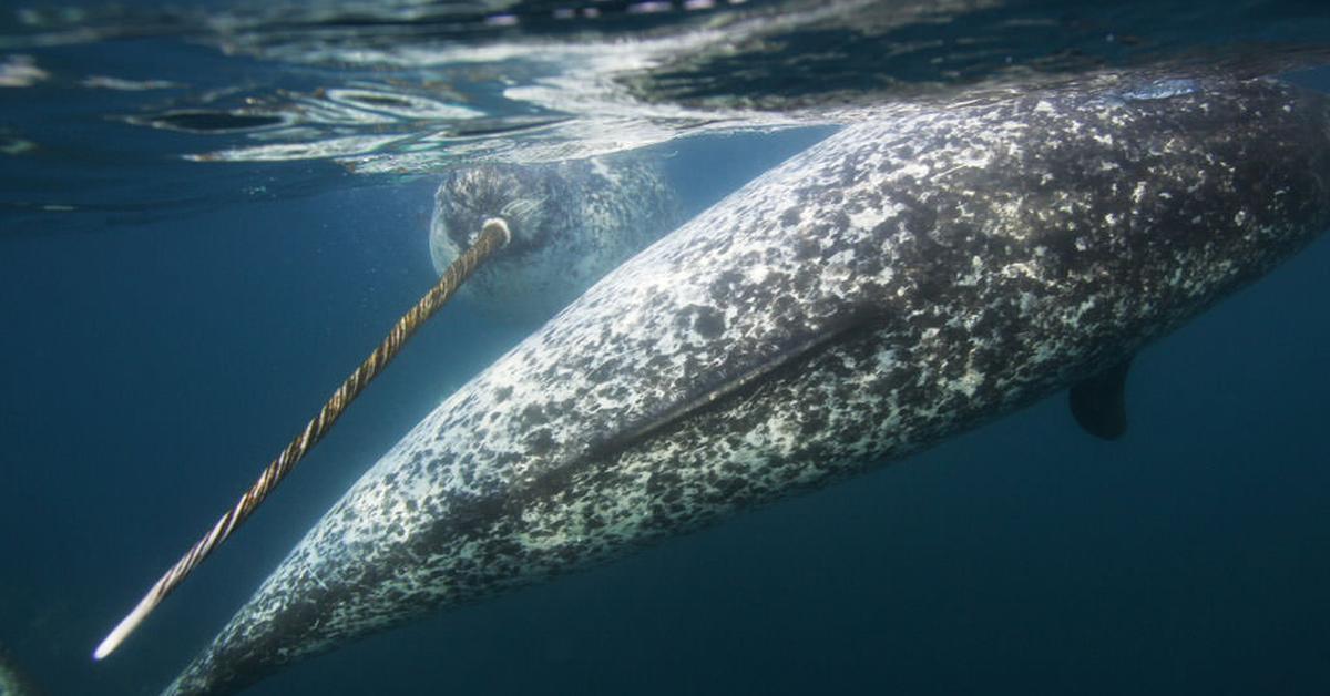 Stunning image of the Narwhal (Monodon monoceros), a wonder in the animal kingdom.