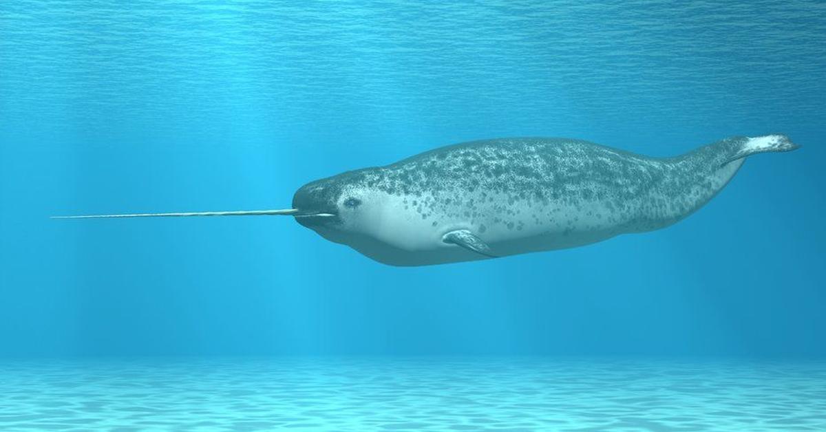 A look at the Narwhal, also recognized as Unicorn Laut in Indonesian culture.