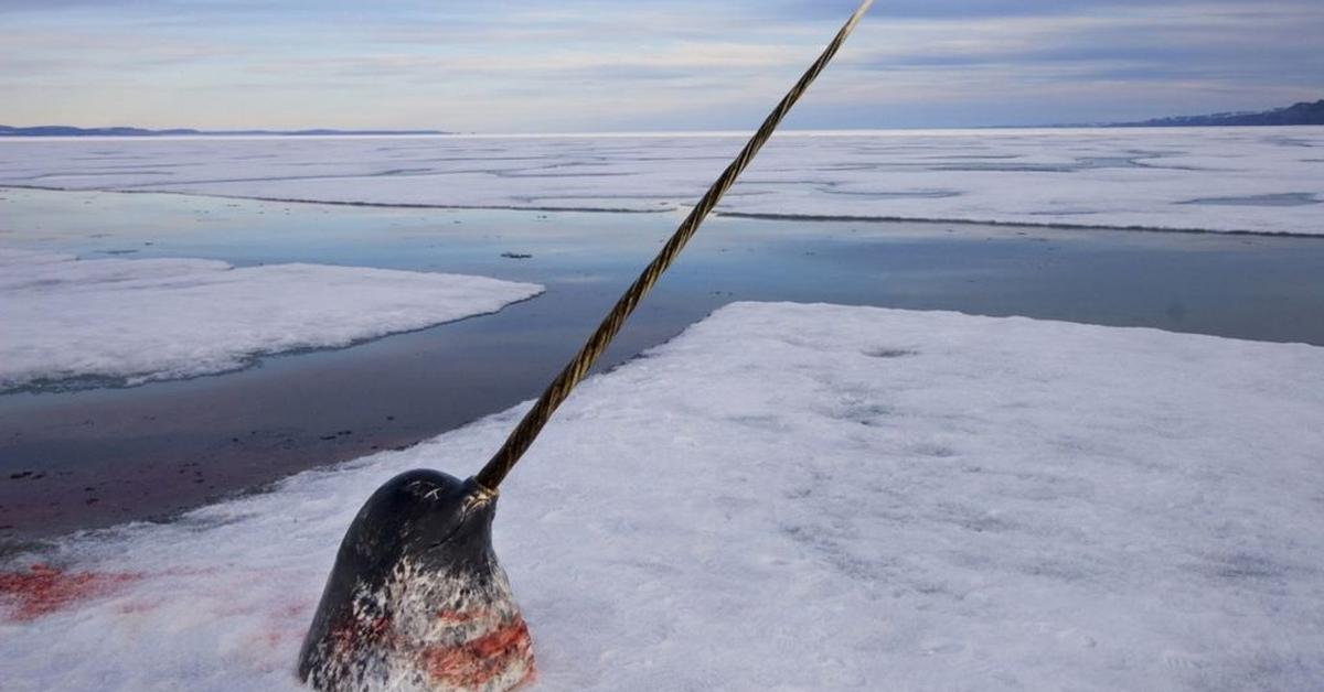 Natural elegance of the Narwhal, scientifically termed Monodon monoceros.