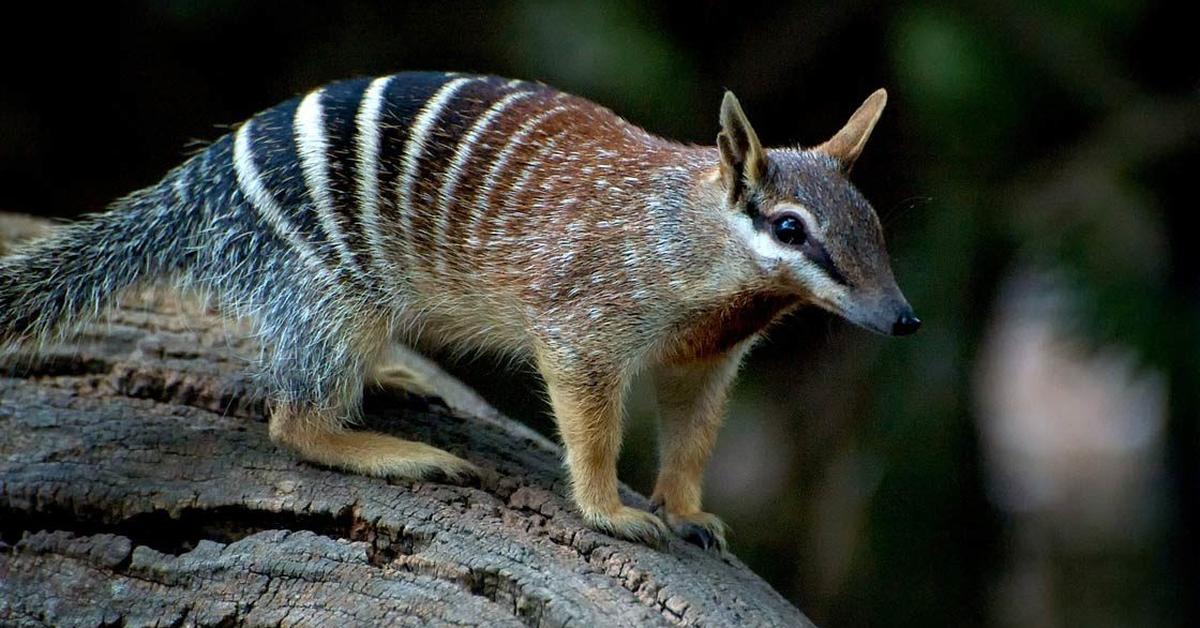 Detailed shot of the Numbat, or Myrmecobius fasciatus, in its natural setting.