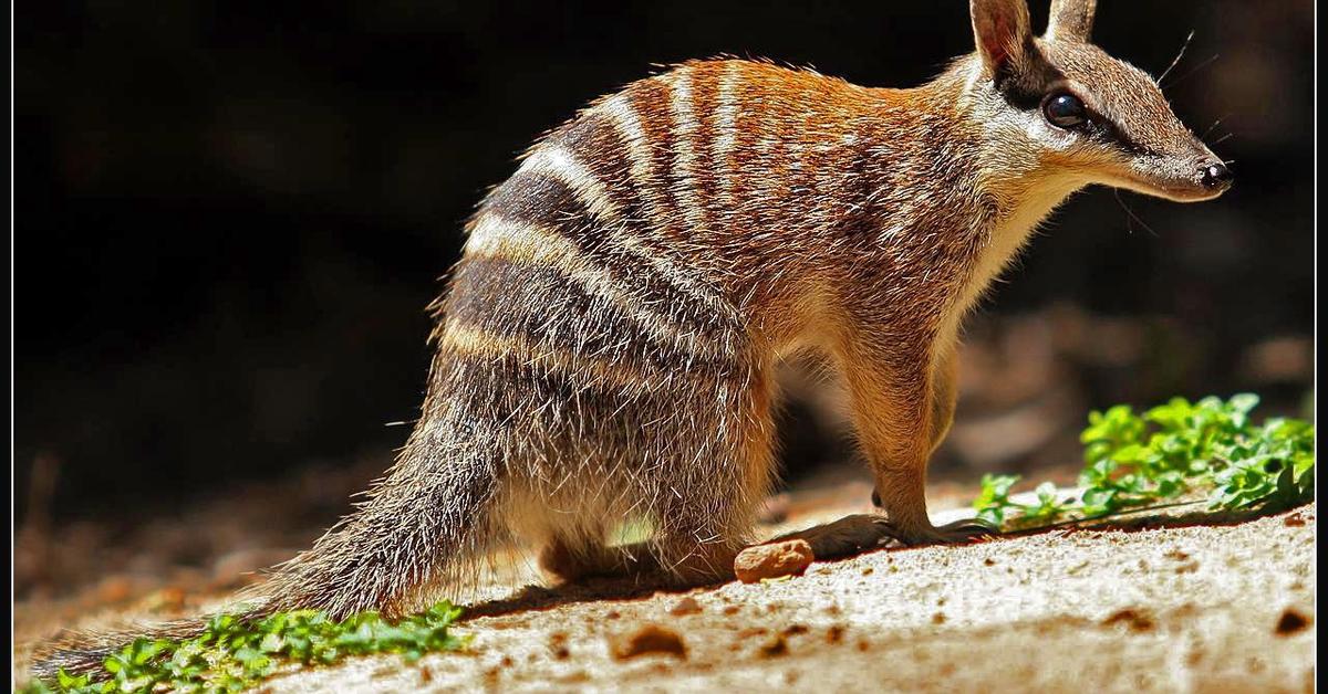 Charming view of the Numbat, in Indonesia referred to as Numbat.