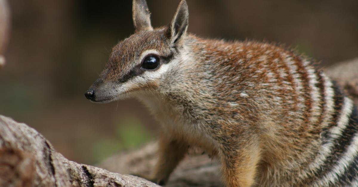 Engaging shot of the Numbat, recognized in Indonesia as Numbat.