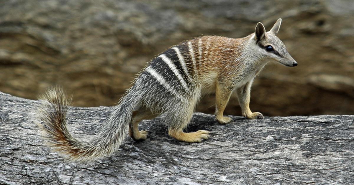 Close-up view of the Numbat, known as Numbat in Indonesian.