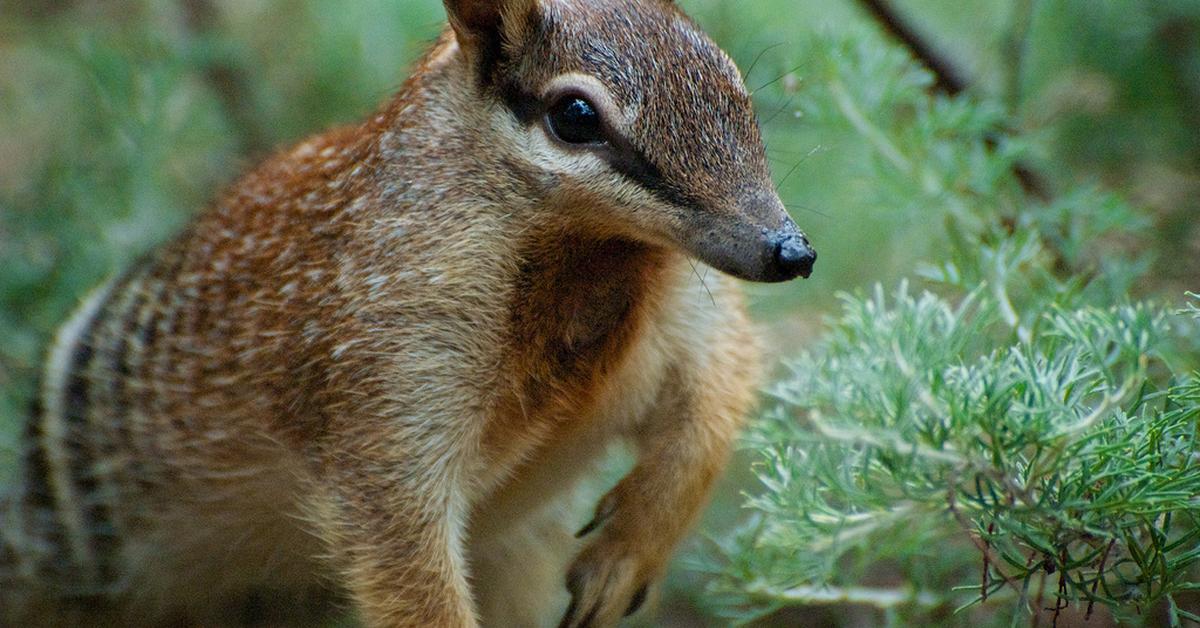 The Numbat, a species known as Myrmecobius fasciatus, in its natural splendor.