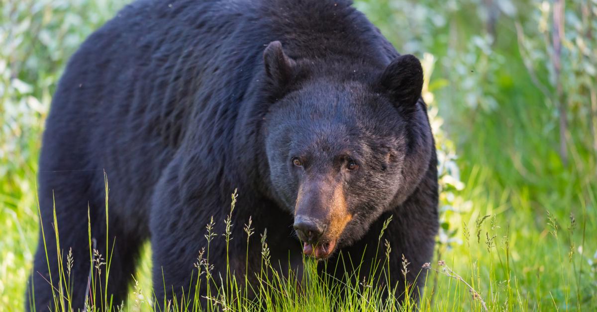 Image showcasing the North American Black Bear, known in Indonesia as Beruang Hitam Amerika Utara.