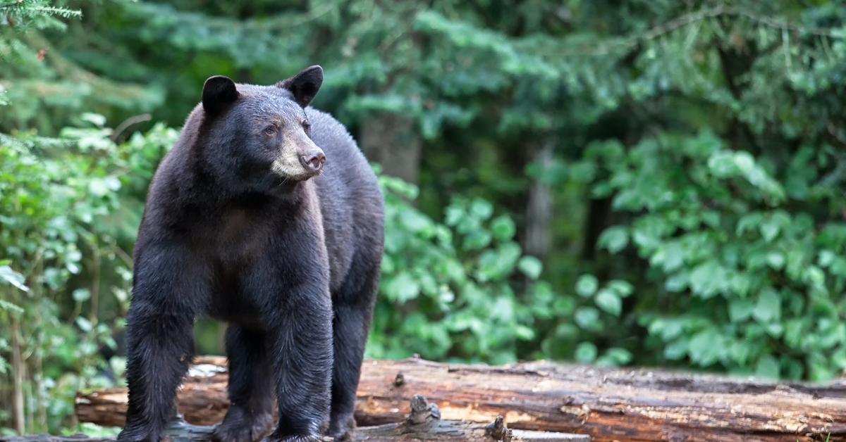 Snapshot of the intriguing North American Black Bear, scientifically named Ursus americanus.