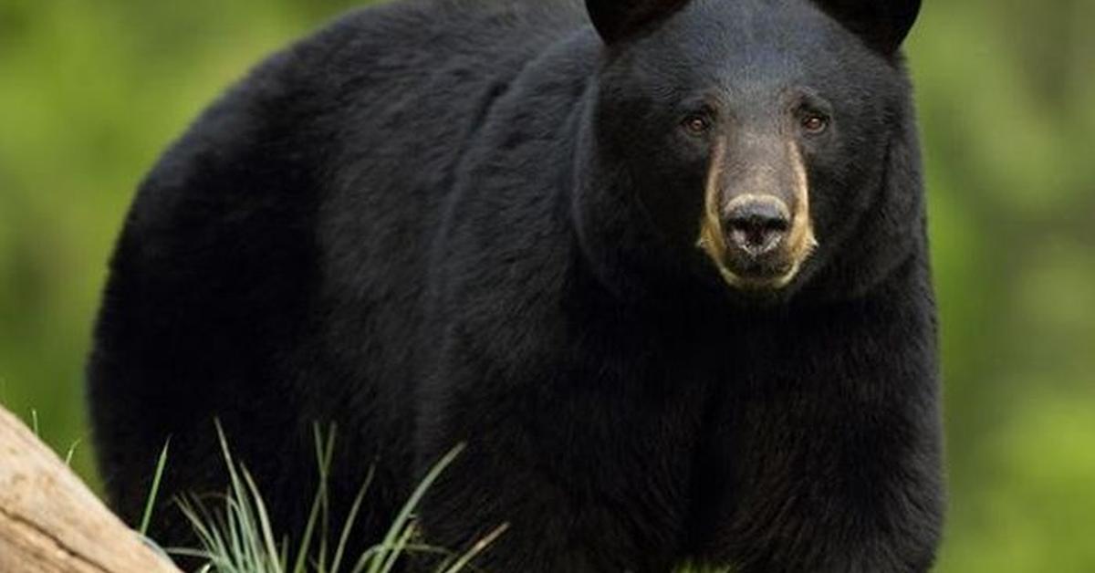 Close-up view of the North American Black Bear, known as Beruang Hitam Amerika Utara in Indonesian.