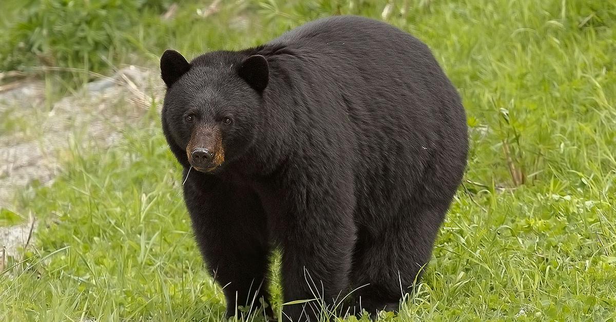 Unique portrayal of the North American Black Bear, also called Beruang Hitam Amerika Utara in Bahasa Indonesia.