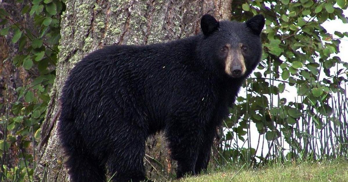 Snapshot of the intriguing North American Black Bear, scientifically named Ursus americanus.