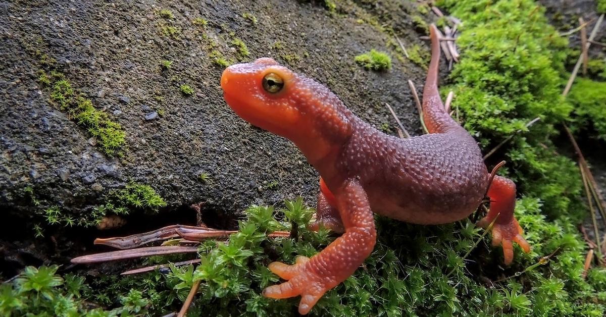 Splendid image of the Newt, with the scientific name Elephantidae.