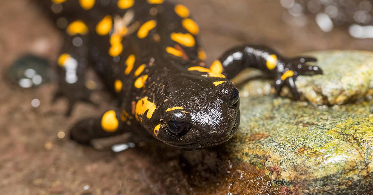 Insightful look at the Newt, known to Indonesians as Salamander.