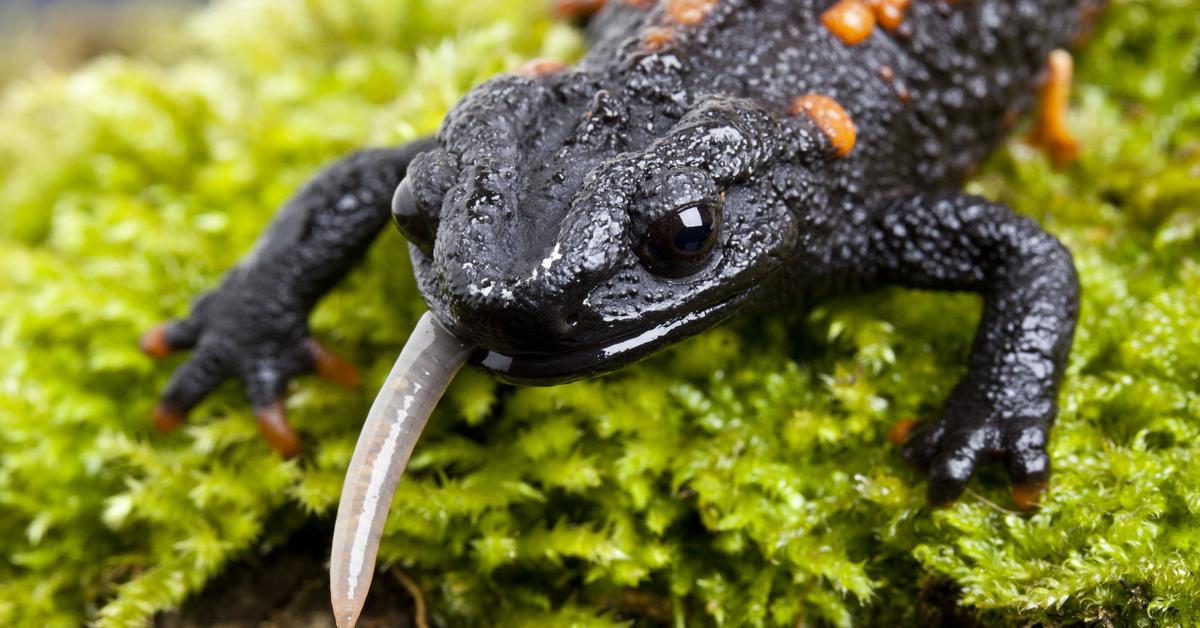 Photographic depiction of the unique Newt, locally called Salamander.