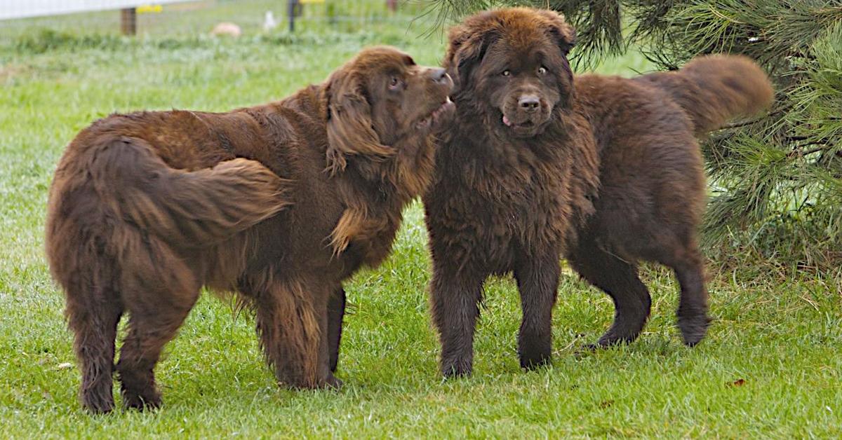 Photogenic Newfoundland, scientifically referred to as Canis Lupus.