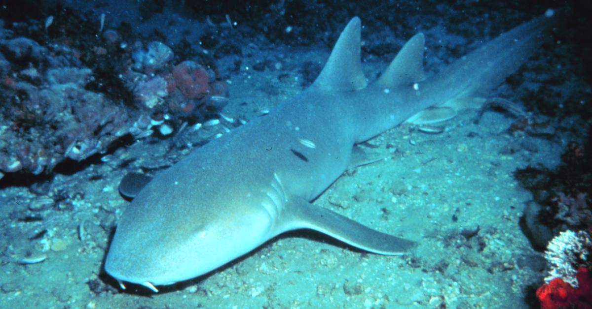 Photograph of the unique Nurse Shark, known scientifically as Ginglymostoma cirratum.