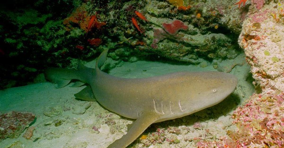 Image of the Nurse Shark (Ginglymostoma cirratum), popular in Indonesia as Hiu Perawat.