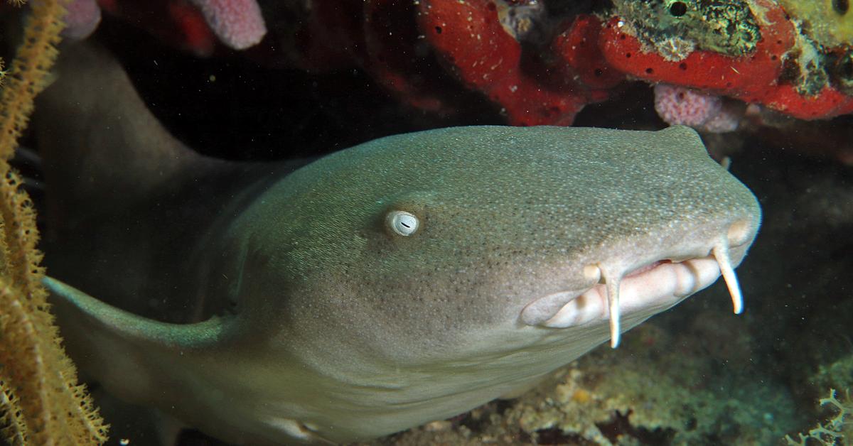 Image of the Nurse Shark (Ginglymostoma cirratum), popular in Indonesia as Hiu Perawat.