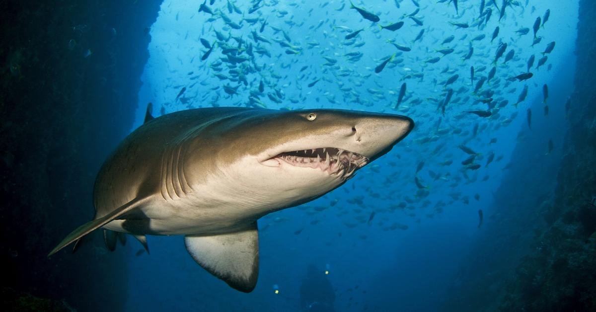 Captivating presence of the Nurse Shark, a species called Ginglymostoma cirratum.