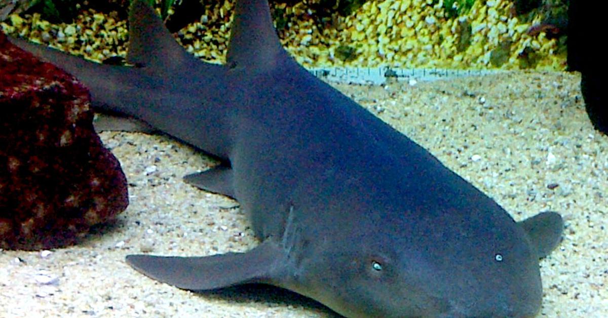 Stunning depiction of Nurse Shark, also referred to as Ginglymostoma cirratum.