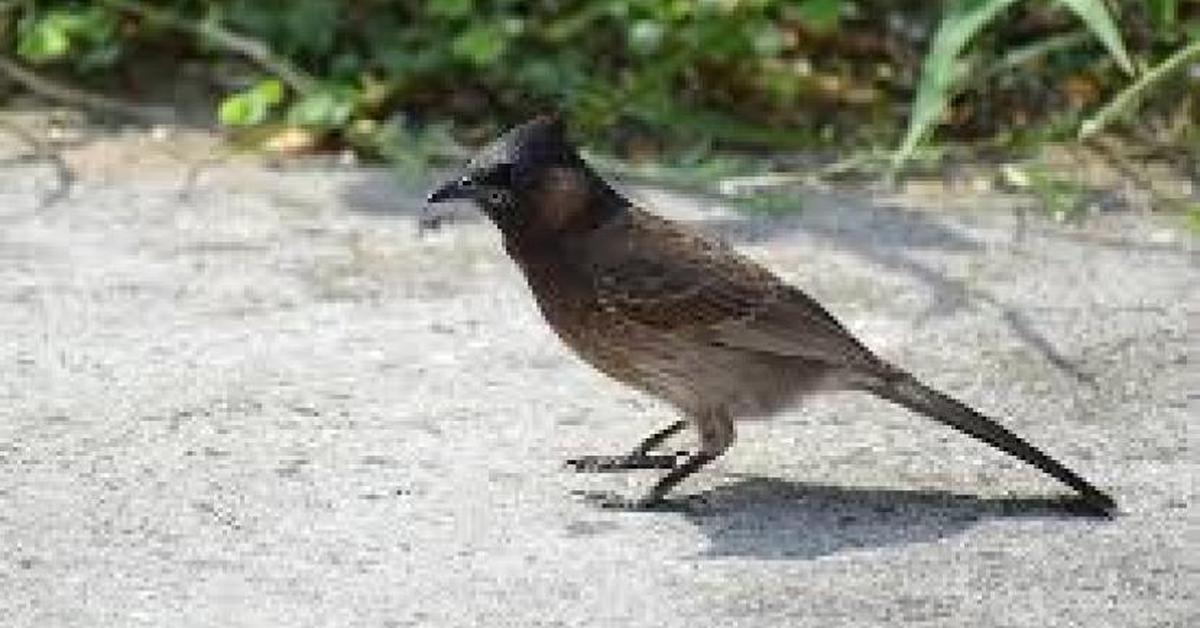 Captured elegance of the Nightingale, known in Indonesia as Burung Bulbul Malam.