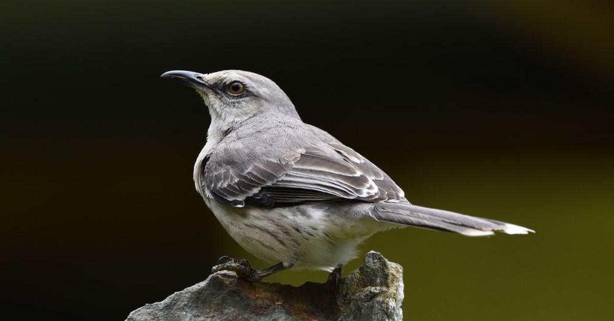 Dynamic image of the Nightingale, popularly known in Indonesia as Burung Bulbul Malam.