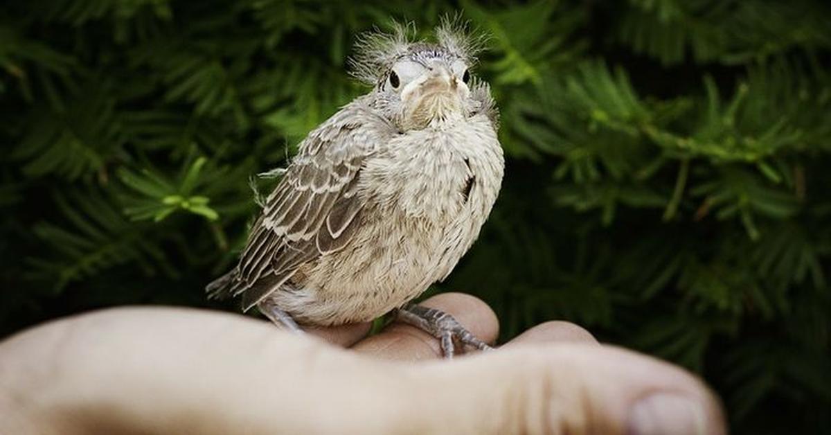 Exquisite image of Nightingale, in Indonesia known as Burung Bulbul Malam.