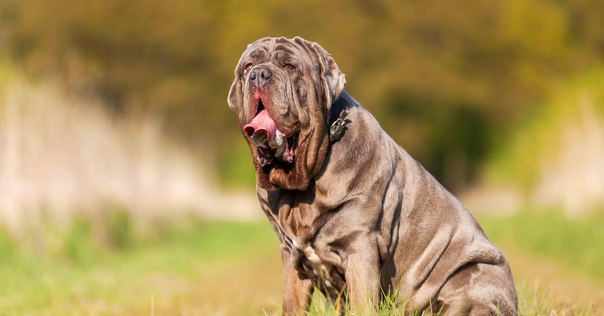 Stunning depiction of Neapolitan Mastiff, also referred to as Canis lupus.