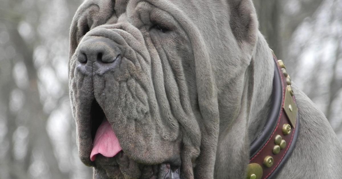 Close-up view of the Neapolitan Mastiff, known as Mastiff Napoli in Indonesian.