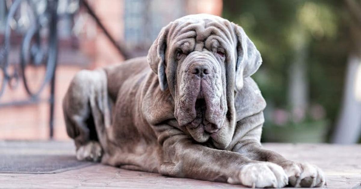 Insightful look at the Neapolitan Mastiff, known to Indonesians as Mastiff Napoli.