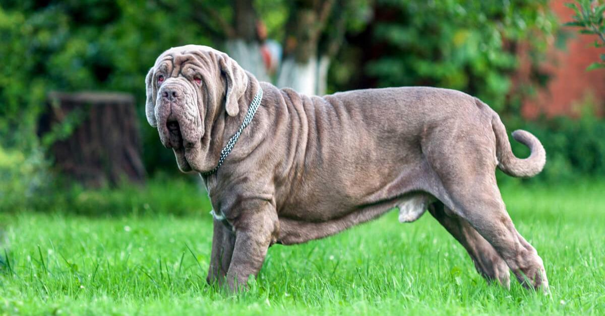 Detailed shot of the Neapolitan Mastiff, or Canis lupus, in its natural setting.