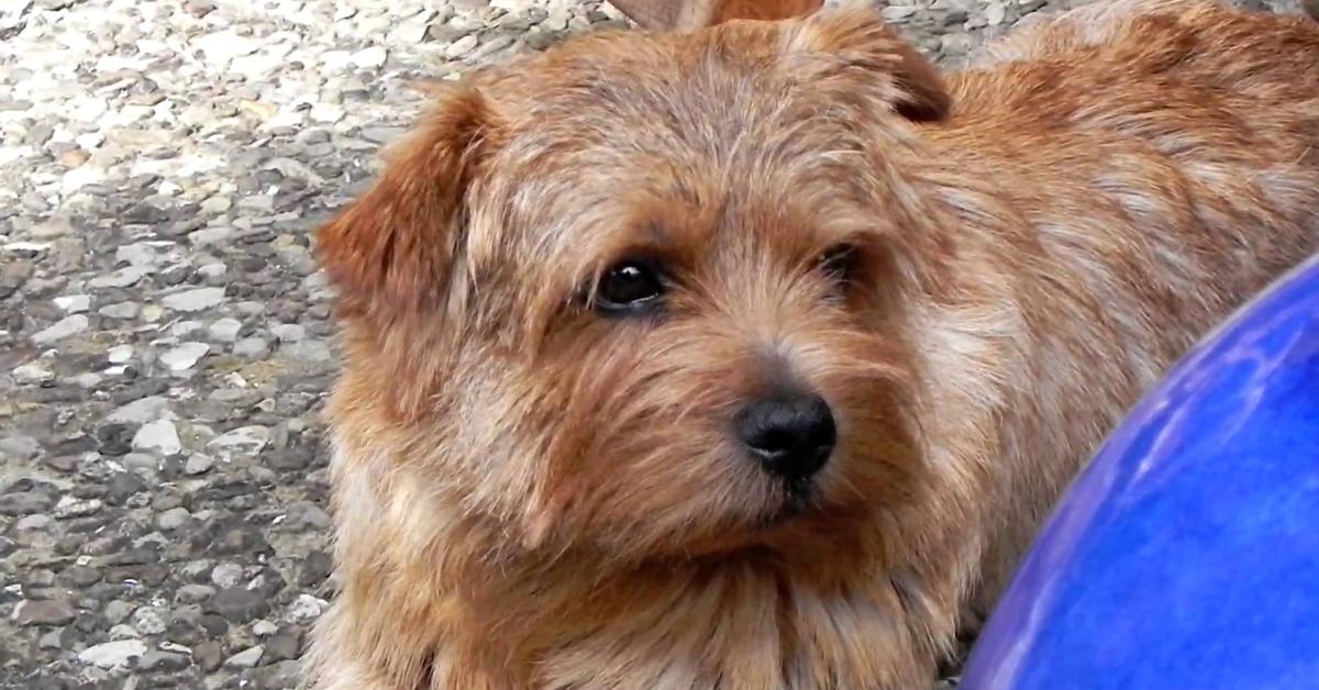 Vivid image of the Norfolk Terrier, or Terrier Norfolk in Indonesian context.