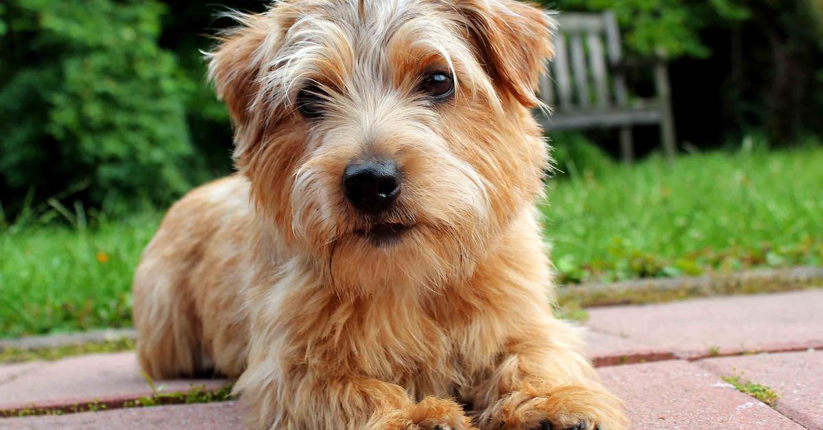 Captured moment of the Norfolk Terrier, in Indonesia known as Terrier Norfolk.