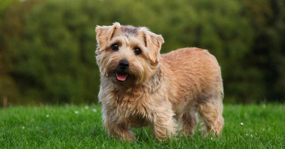 Distinctive Norfolk Terrier, in Indonesia known as Terrier Norfolk, captured in this image.