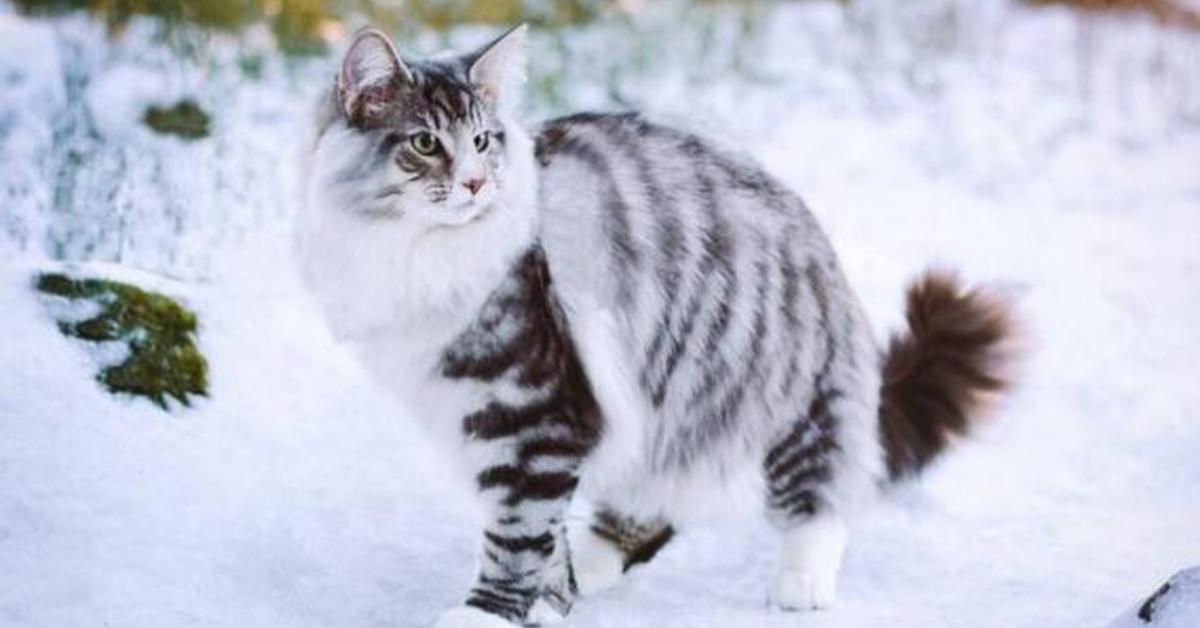 Splendid image of the Norwegian Forest, with the scientific name Felis catus.