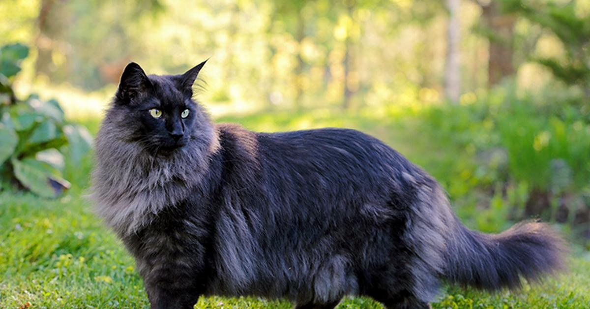 Captured beauty of the Norwegian Forest, or Felis catus in the scientific world.