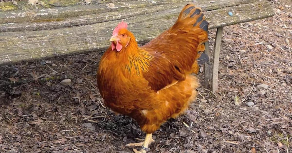 Elegant New Hampshire Red Chicken in its natural habitat, called Ayam Merah New Hampshire in Indonesia.