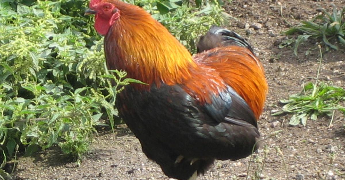 A beautiful representation of the New Hampshire Red Chicken, scientifically Gallus gallus domesticus.