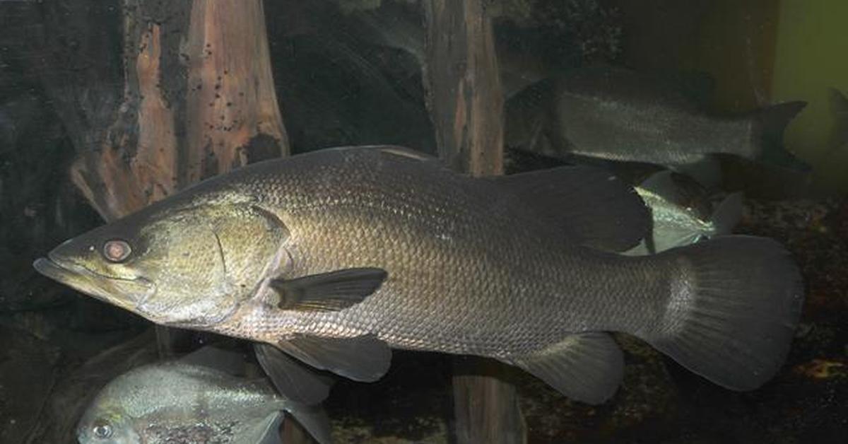 Vivid image of the Nile Perch, or Ikan Nile Perch in Indonesian context.