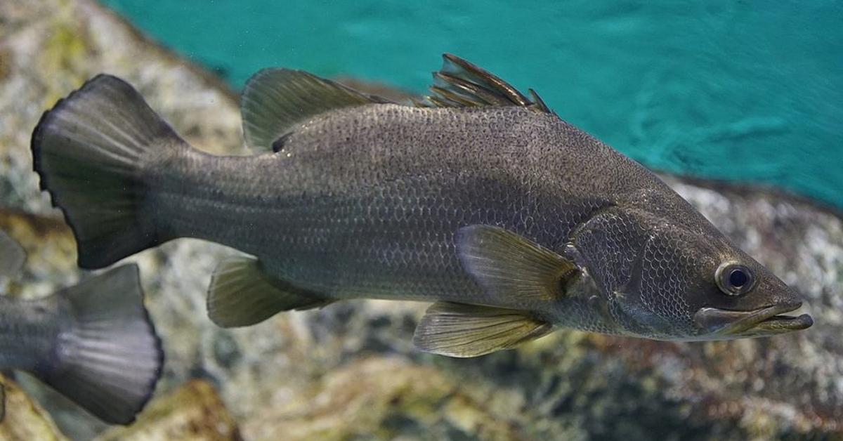 Image showcasing the Nile Perch, known in Indonesia as Ikan Nile Perch.