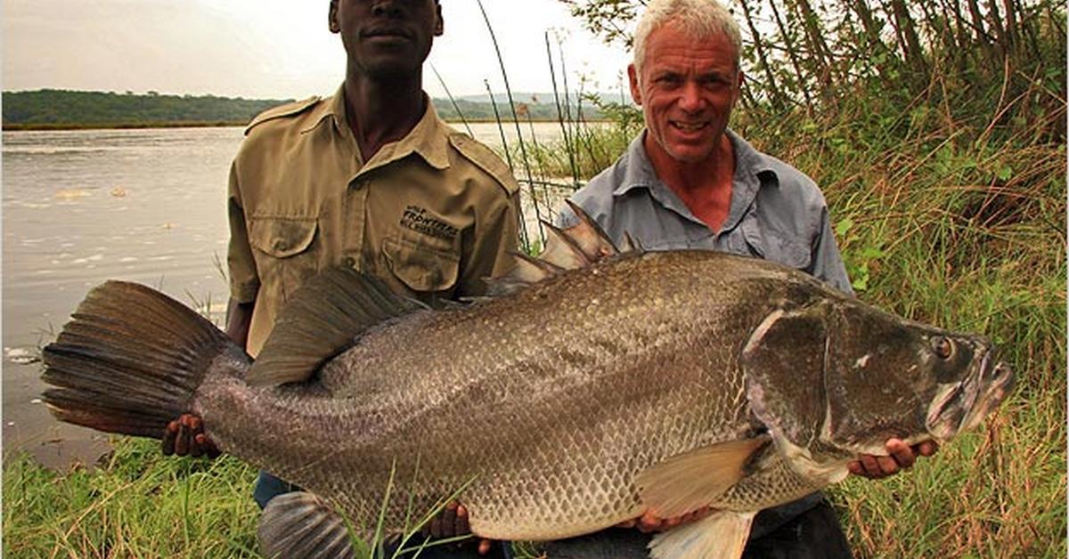 Picture of Nile Perch, known in Indonesia as Ikan Nile Perch.