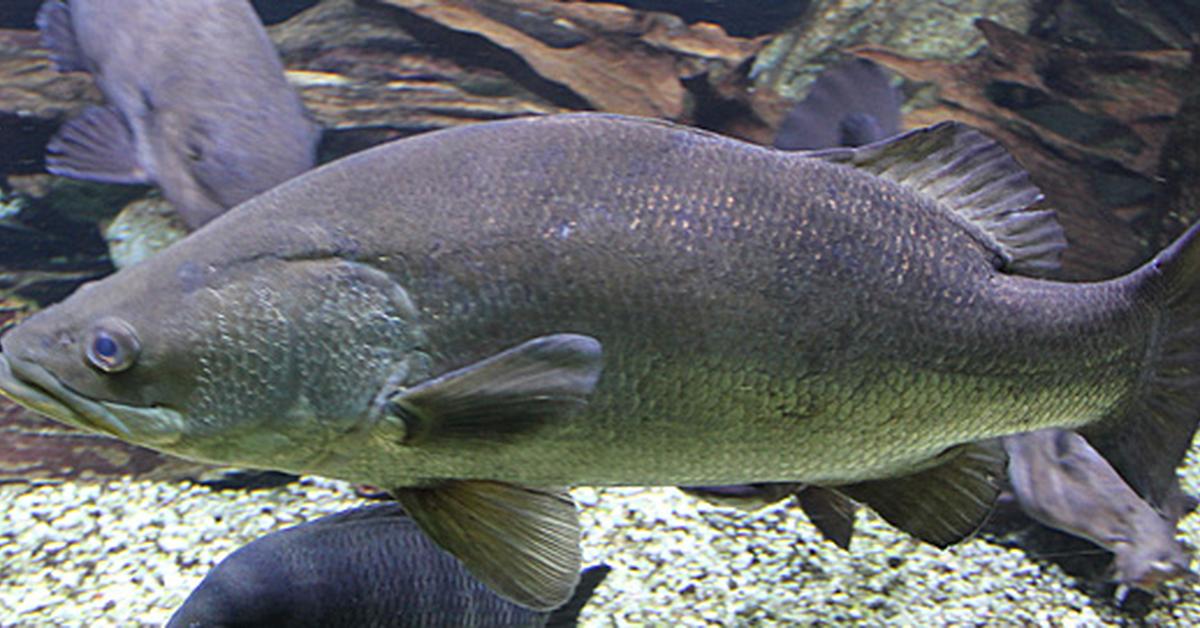 Photographic depiction of the unique Nile Perch, locally called Ikan Nile Perch.