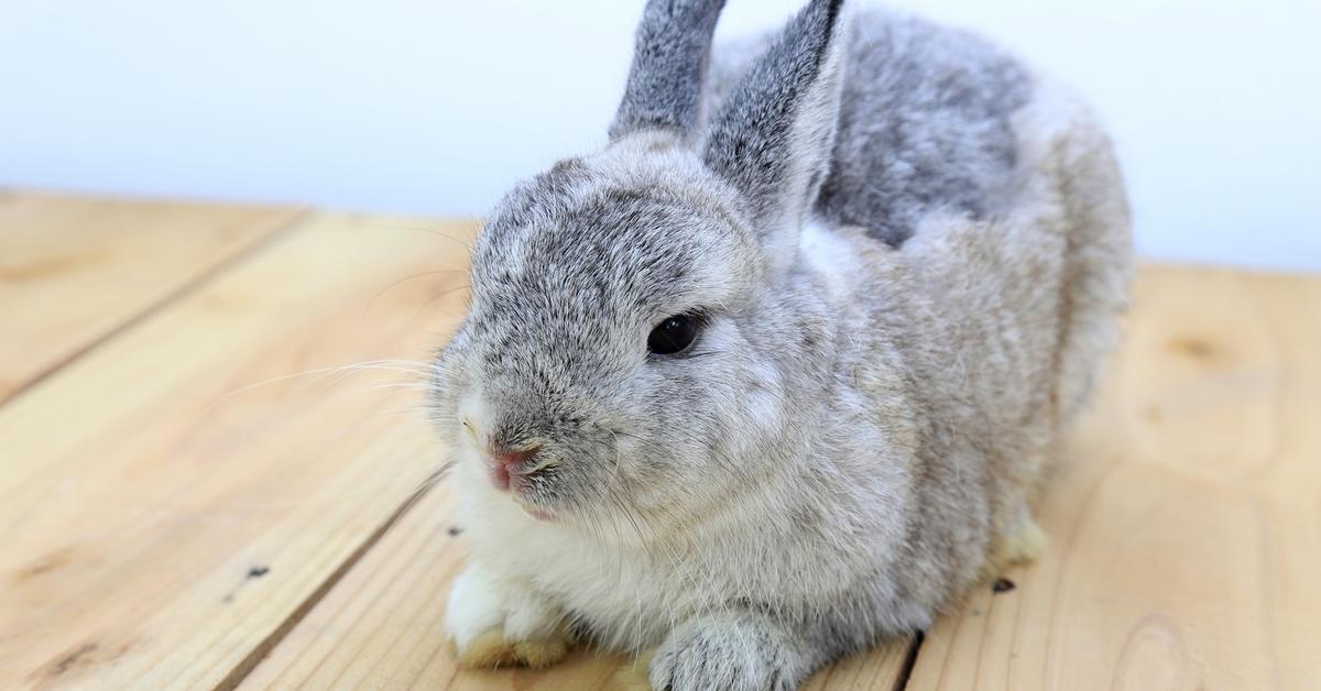 Captivating presence of the Netherland Dwarf Rabbit, a species called Oryctolagus cuniculus.