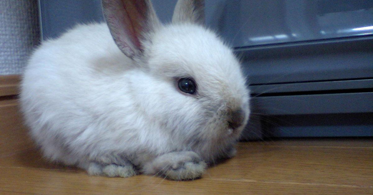 Image showcasing the Netherland Dwarf Rabbit, known in Indonesia as Kelinci Netherland Dwarf.